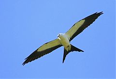 Swallow-tailed Kite